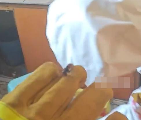 消防稍接近蜂巢,裡頭隨即有近百隻黃蜂飛出。(微博)