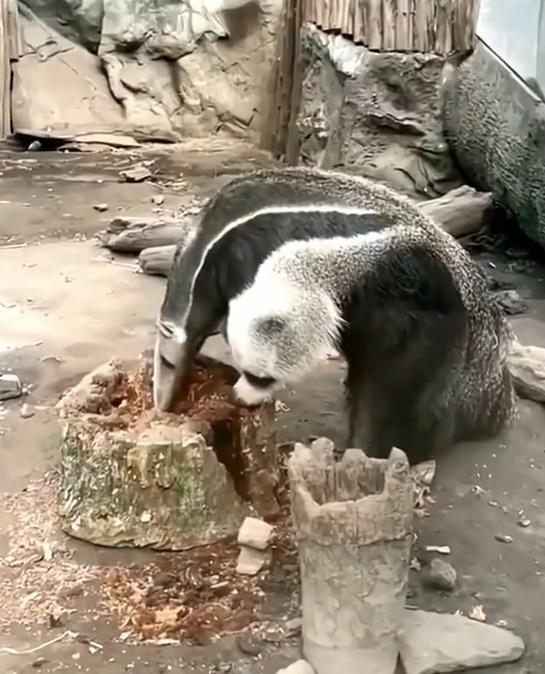 其實,這個超似大熊貓的「第二個頭」,只是食蟻獸的前腳。(微博)