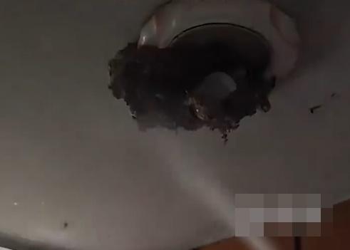 消防將蜂巢裝進麻布袋內並束緊袋口,之後將這些黃蜂帶到鄰近的叢林裡放生。(微博)