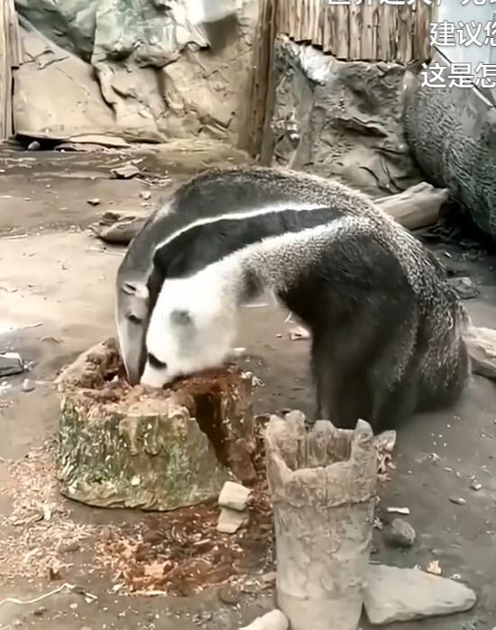 食蟻獸的「第二個頭」甚至會搶食物吃。(微博)