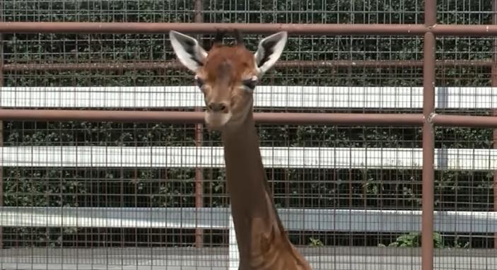 這隻小長頸鹿目前已長到182公分高。(YouTube)