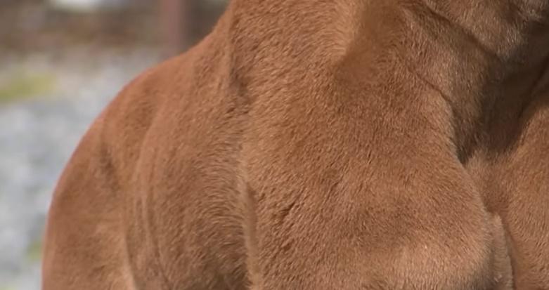 牠身上沒有任何斑點,被認為全球可能「僅此一隻」。(YouTube)