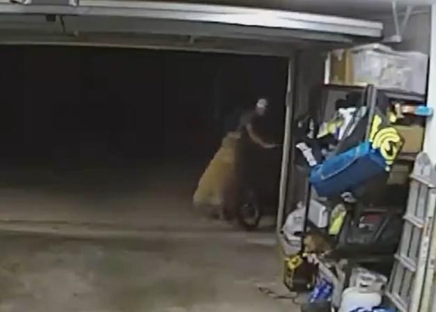 狗狗跟著賊人後,不是吠叫,而是搖著尾巴,友好地撲向賊人「撩玩」。(X)