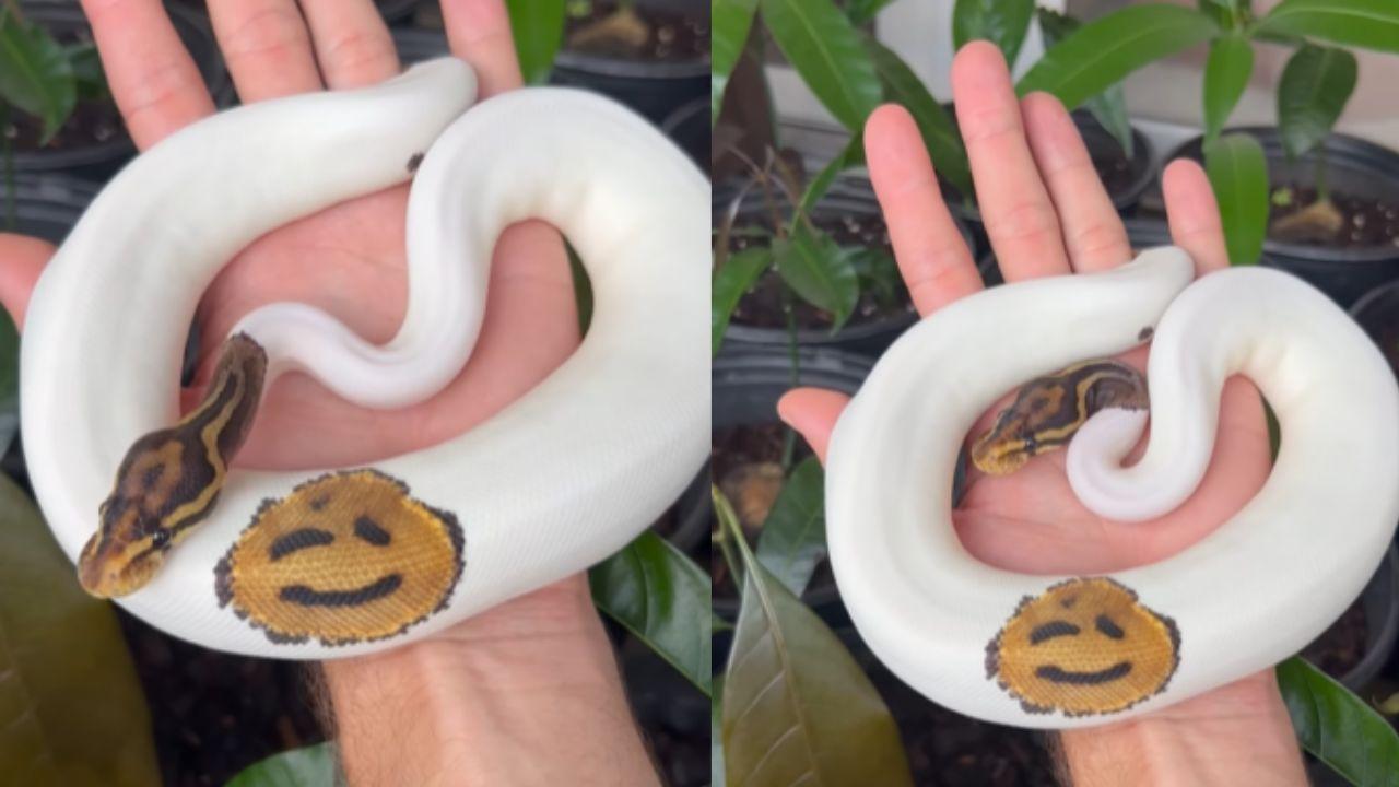 網上熱話|蛇出沒注意 球蠎身驚喜「眨眼Emoji」可愛萌爆