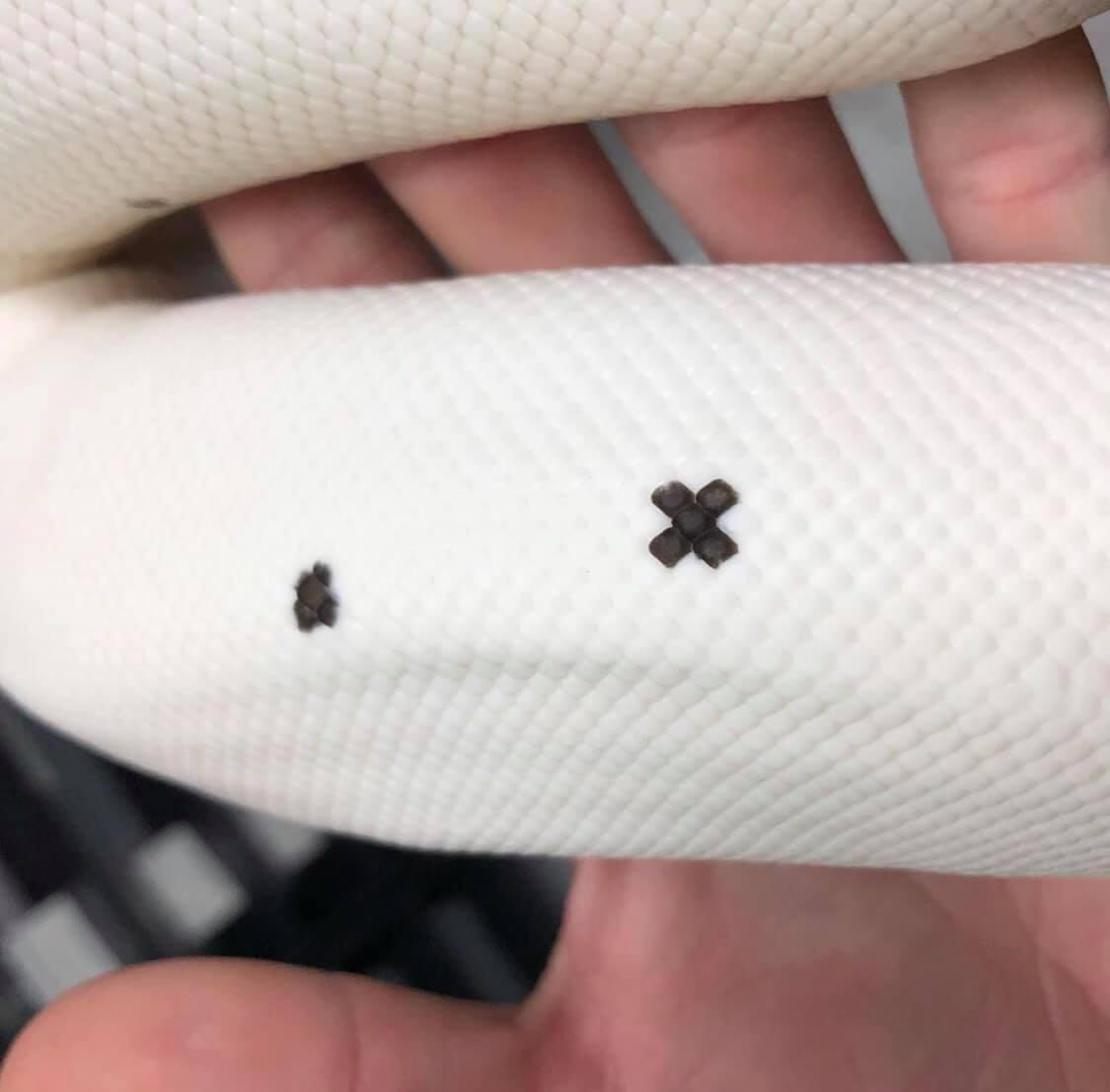 Branden Nicholson其他蛇類(圖/tiktok@b.n_exotics)