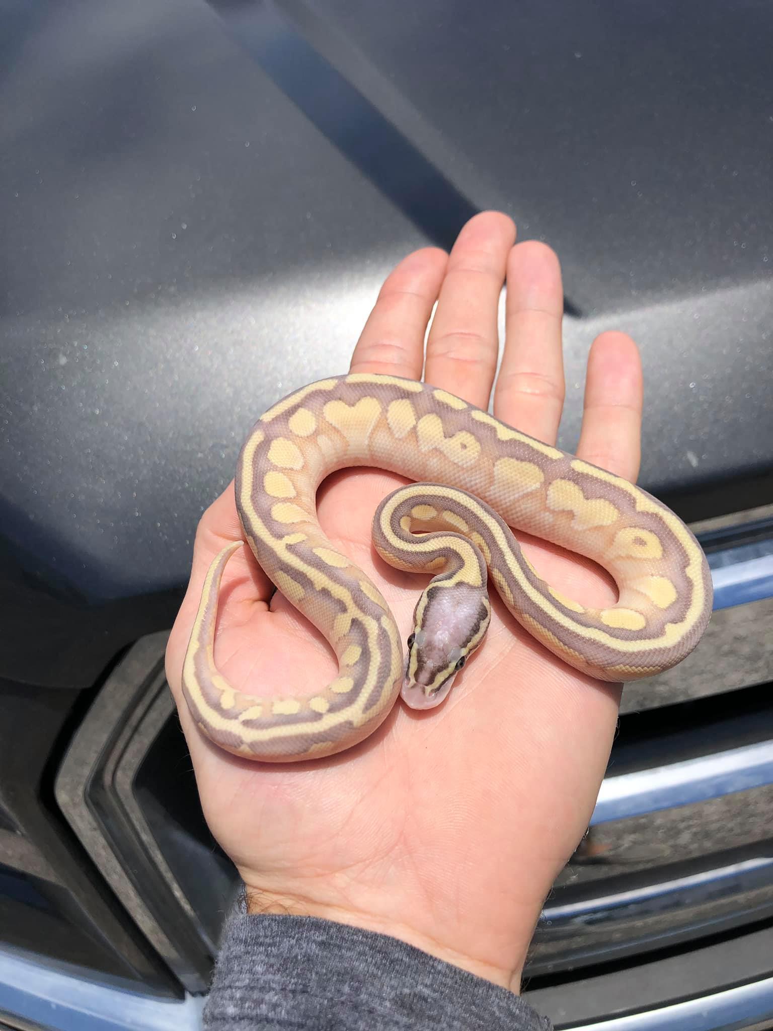 Branden Nicholson其他蛇類(圖/tiktok@b.n_exotics)