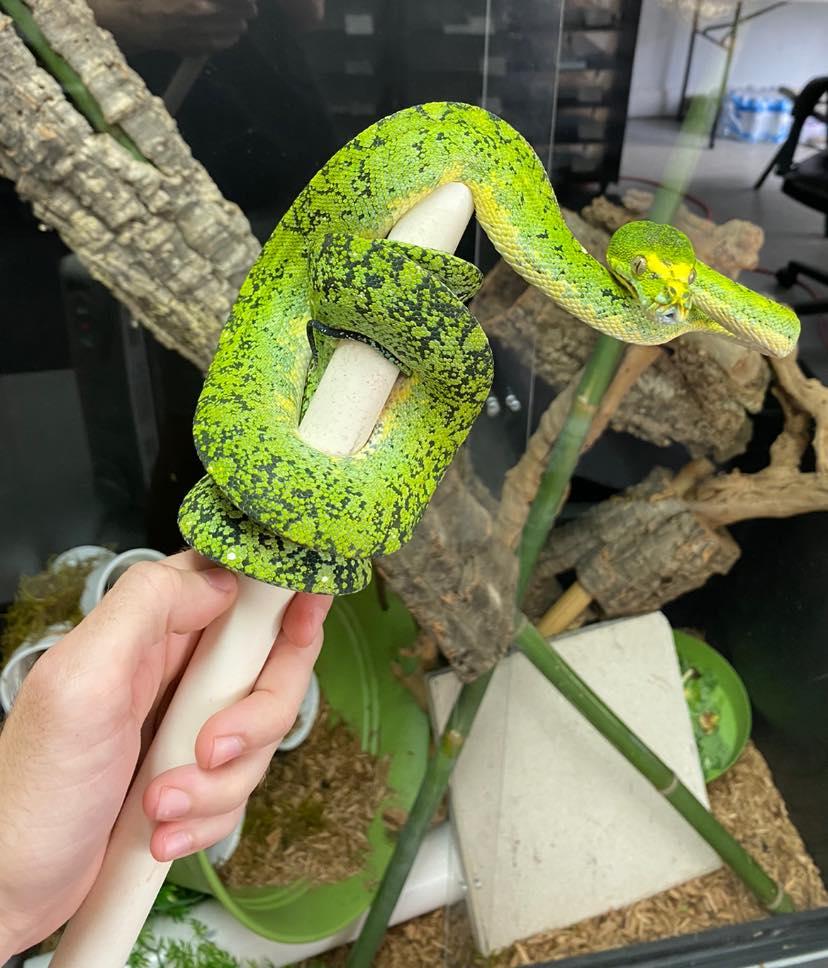 Branden Nicholson其他蛇類(圖/tiktok@b.n_exotics)