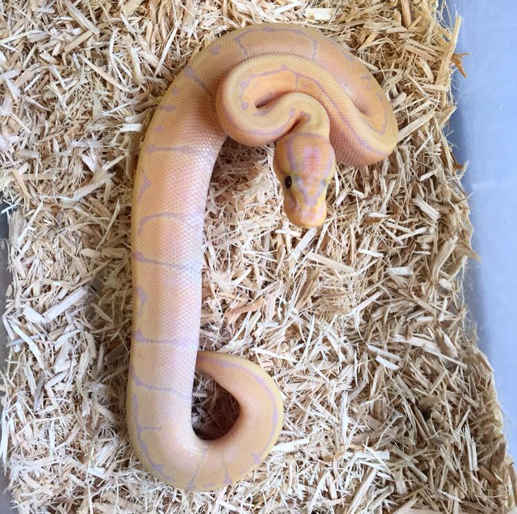 Branden Nicholson其他蛇類(圖/tiktok@b.n_exotics)