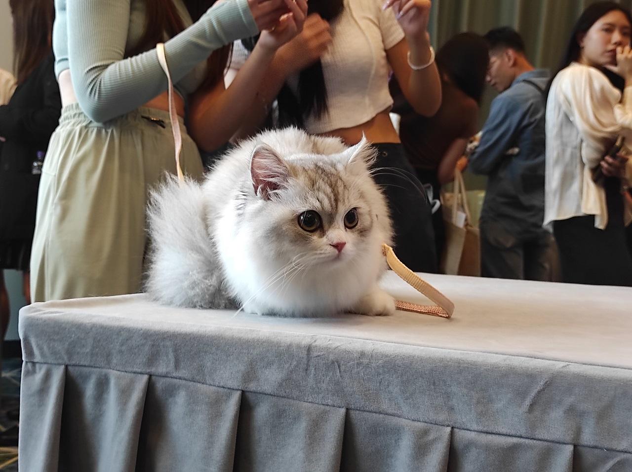 首屆貓迷博覽會月底會展舉行 調查︰港人最愛是家貓?(附大量貓相)