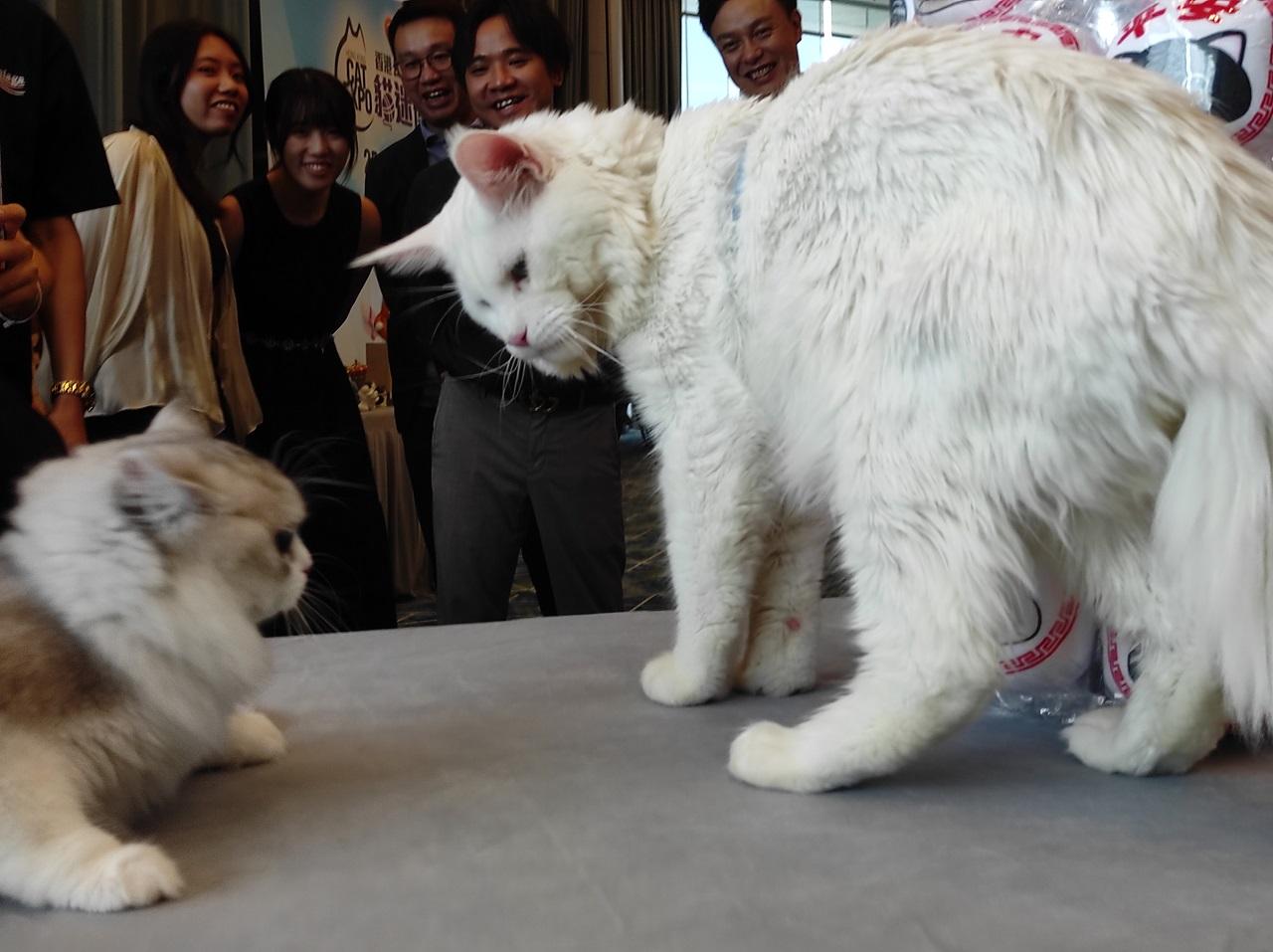 首屆貓迷博覽會月底會展舉行 調查︰港人最愛是家貓?(附大量貓相)