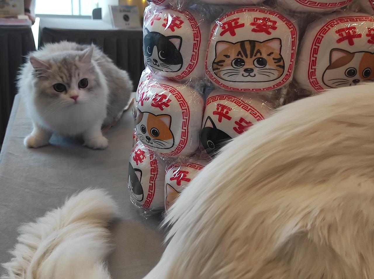 首屆貓迷博覽會月底會展舉行 調查︰港人最愛是家貓?(附大量貓相)