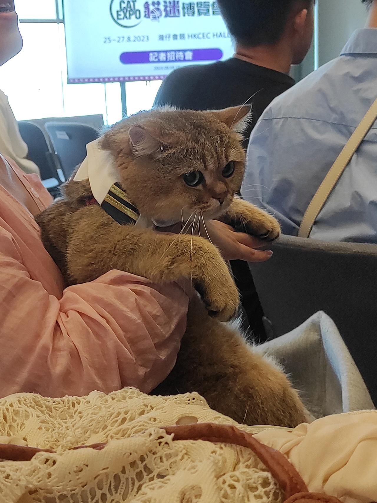 首屆貓迷博覽會月底會展舉行 調查︰港人最愛是家貓?(附大量貓相)