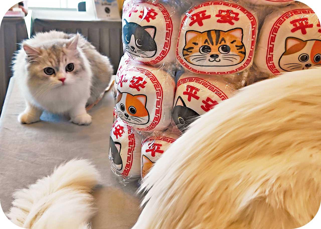 香港貓迷博覽會2023