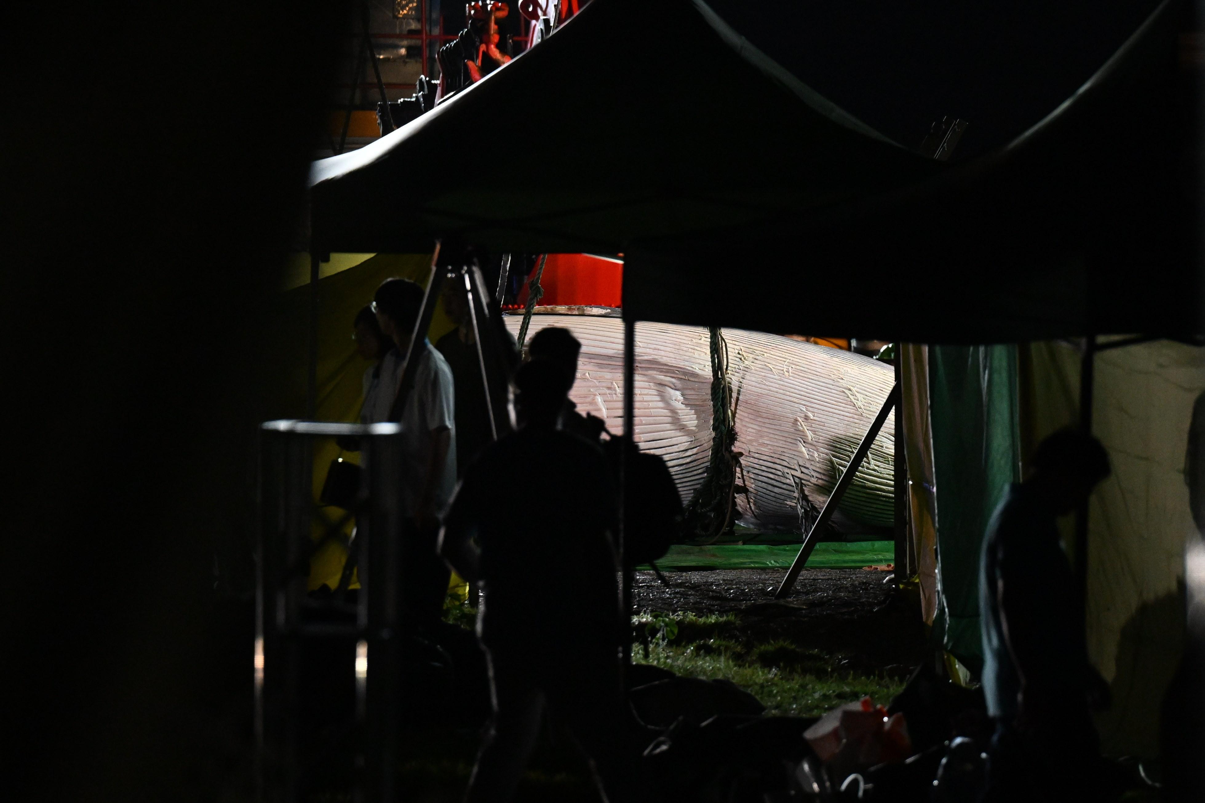 北潭涌 鯨魚屍體移送至萬宜水庫西壩進行解剖