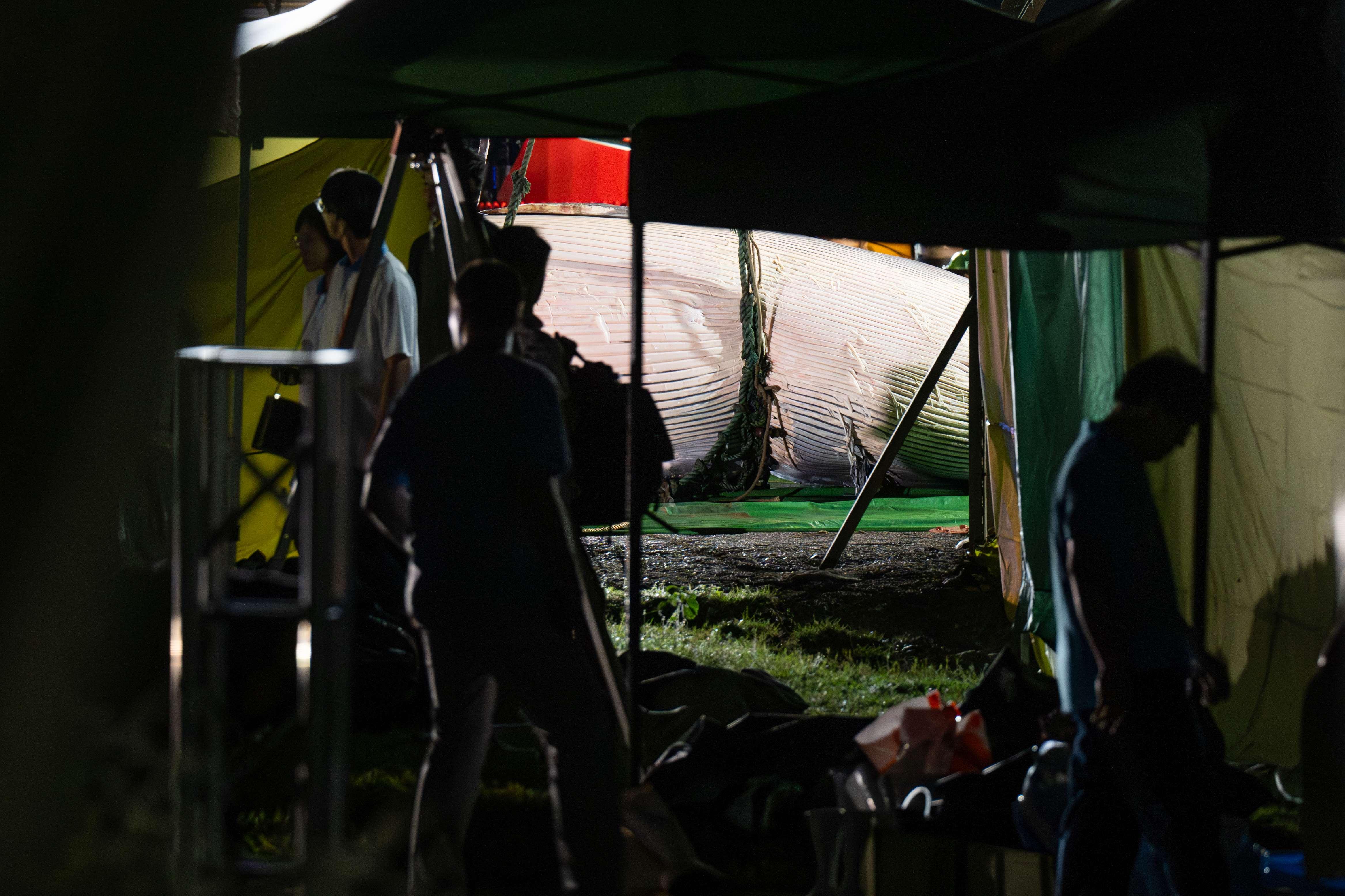 北潭涌 鯨魚屍體移送至萬宜水庫西壩進行解剖