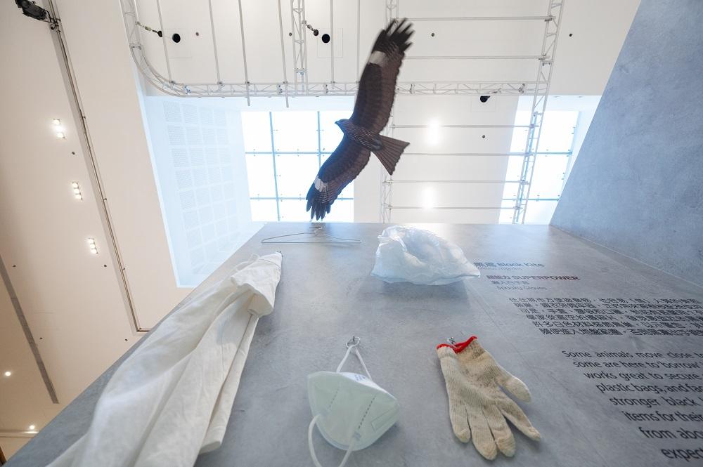 暑假好去處│展區一:市區動物研究部─尋找石屎森林生存之道