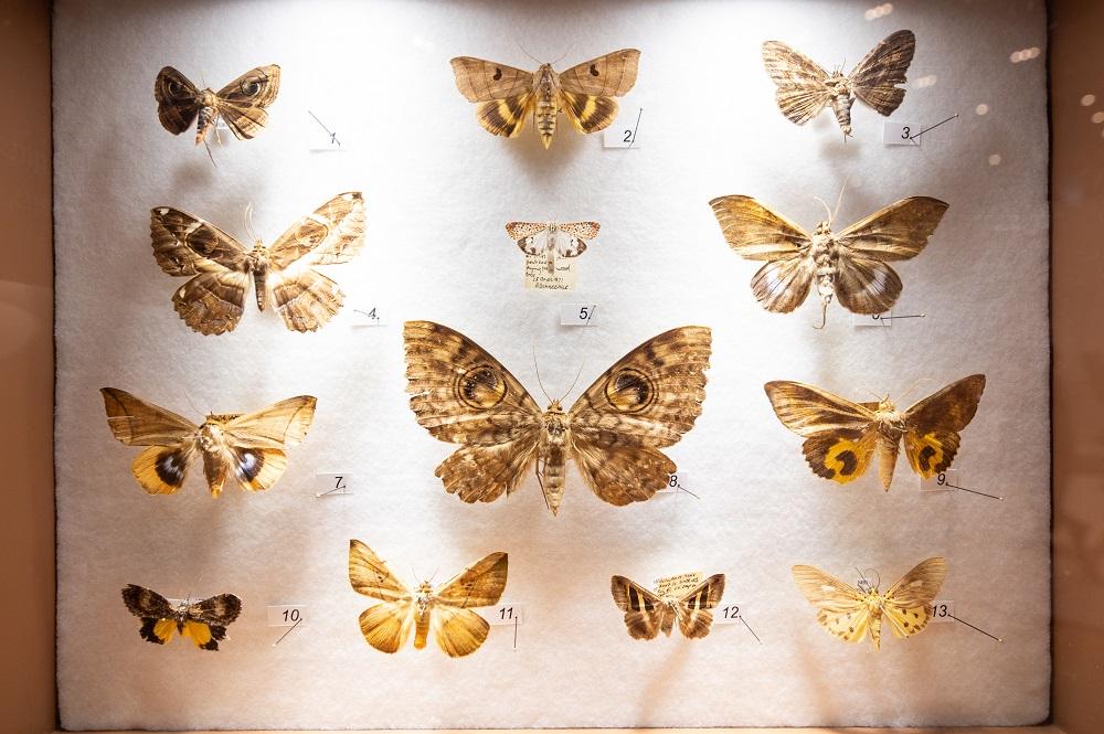 暑假好去處│展區一:市區動物研究部─尋找石屎森林生存之道