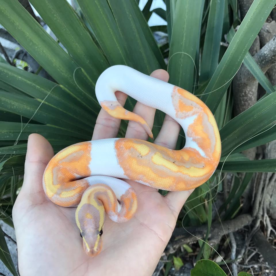 Branden Nicholson其他蛇類(圖/tiktok@b.n_exotics)