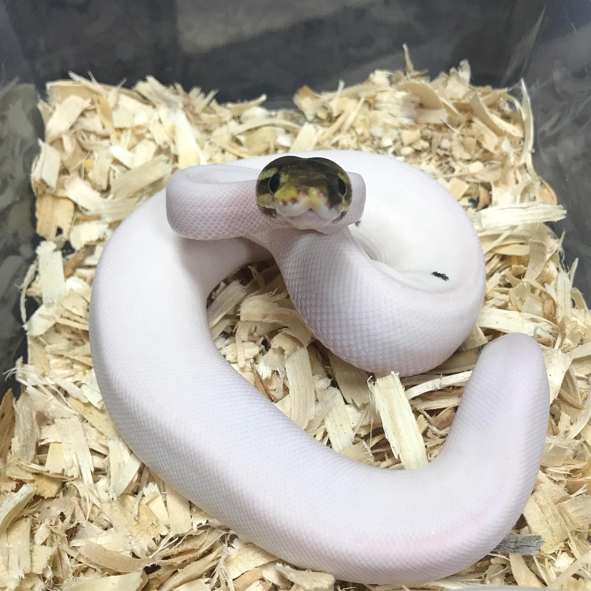 Branden Nicholson其他蛇類(圖/tiktok@b.n_exotics)