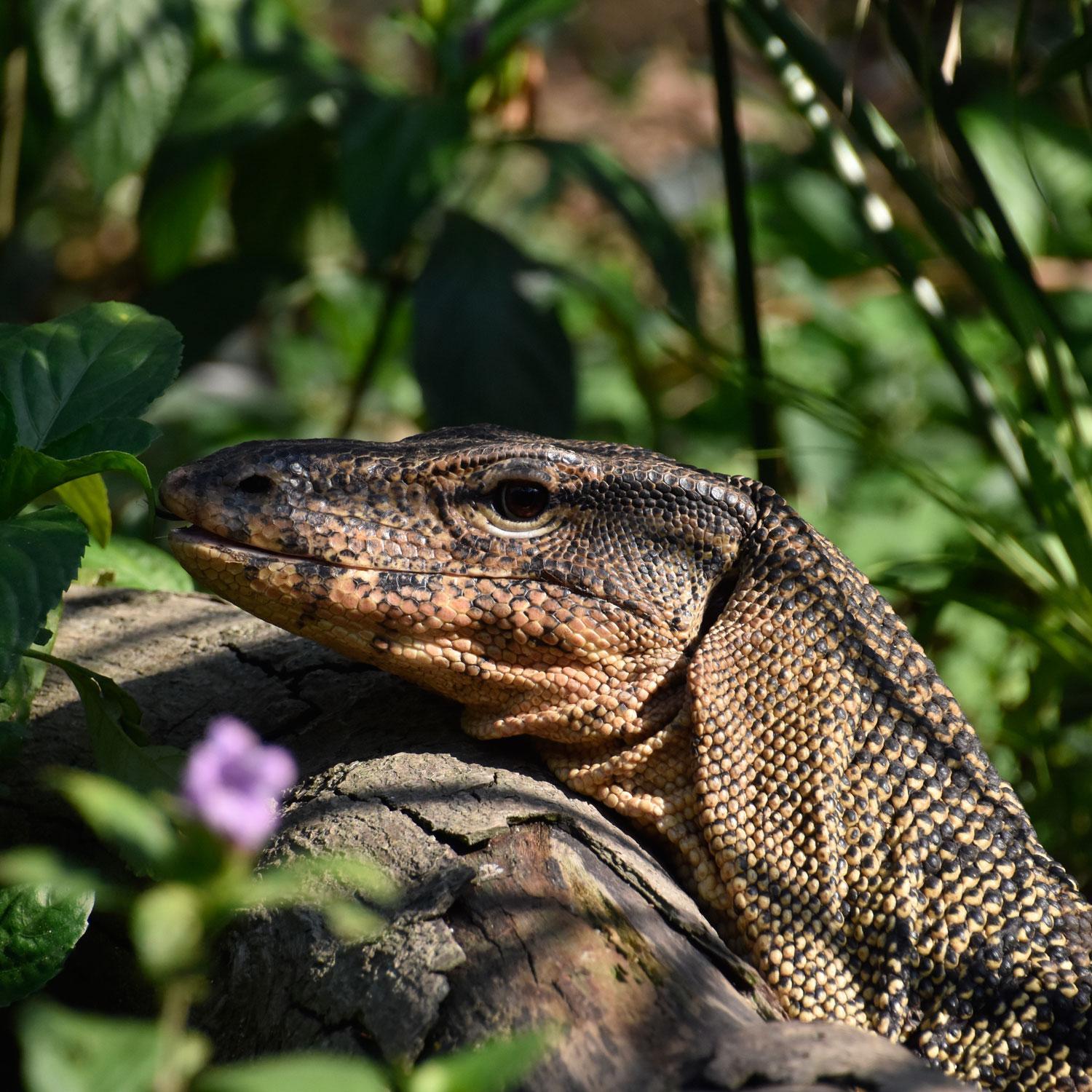 fb「嘉道理農場暨植物園」圖片
