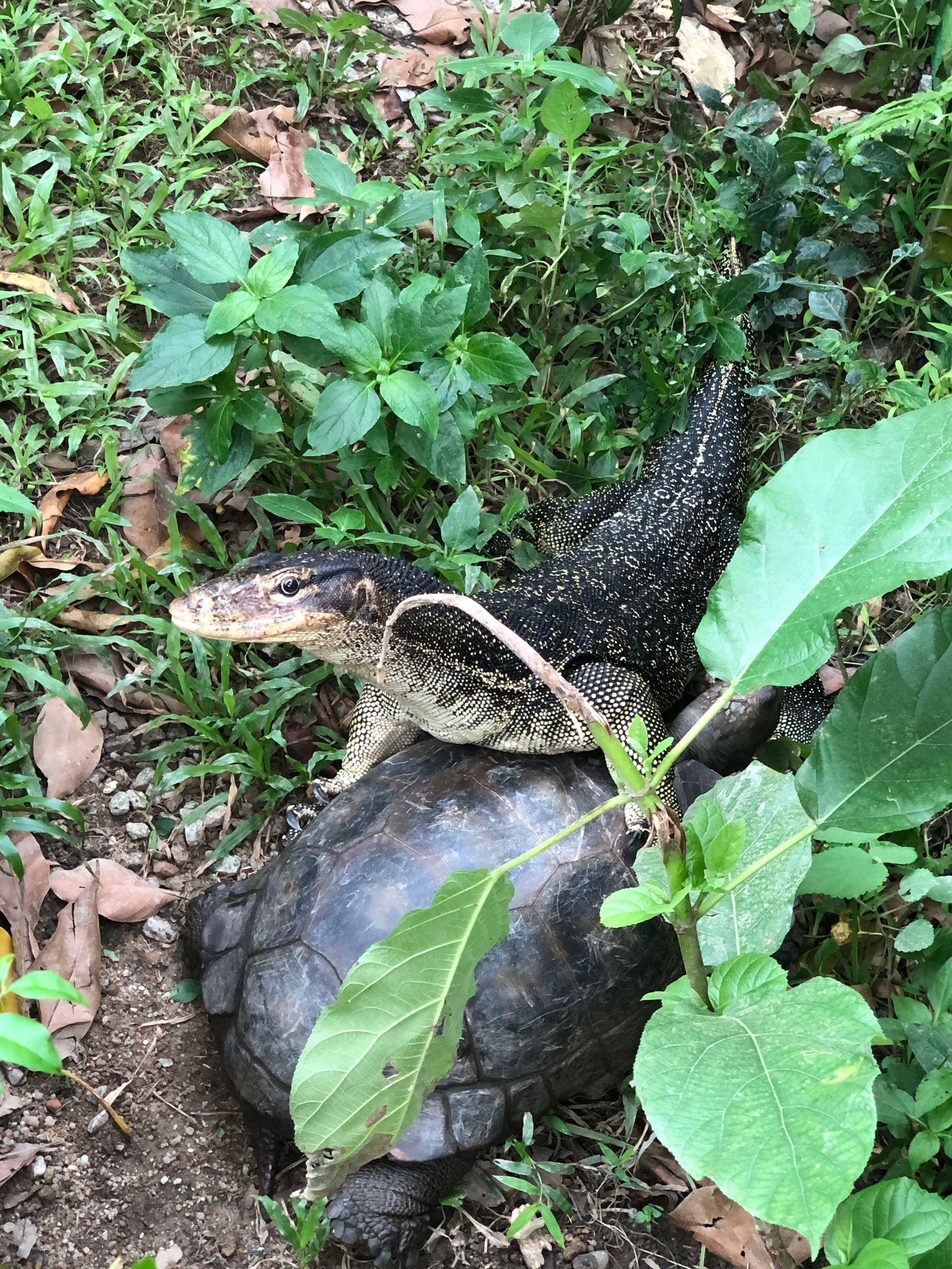 嘉道理農場接行山客匯報 走失位置附近梯田尋回水巨蜥 (多圖)