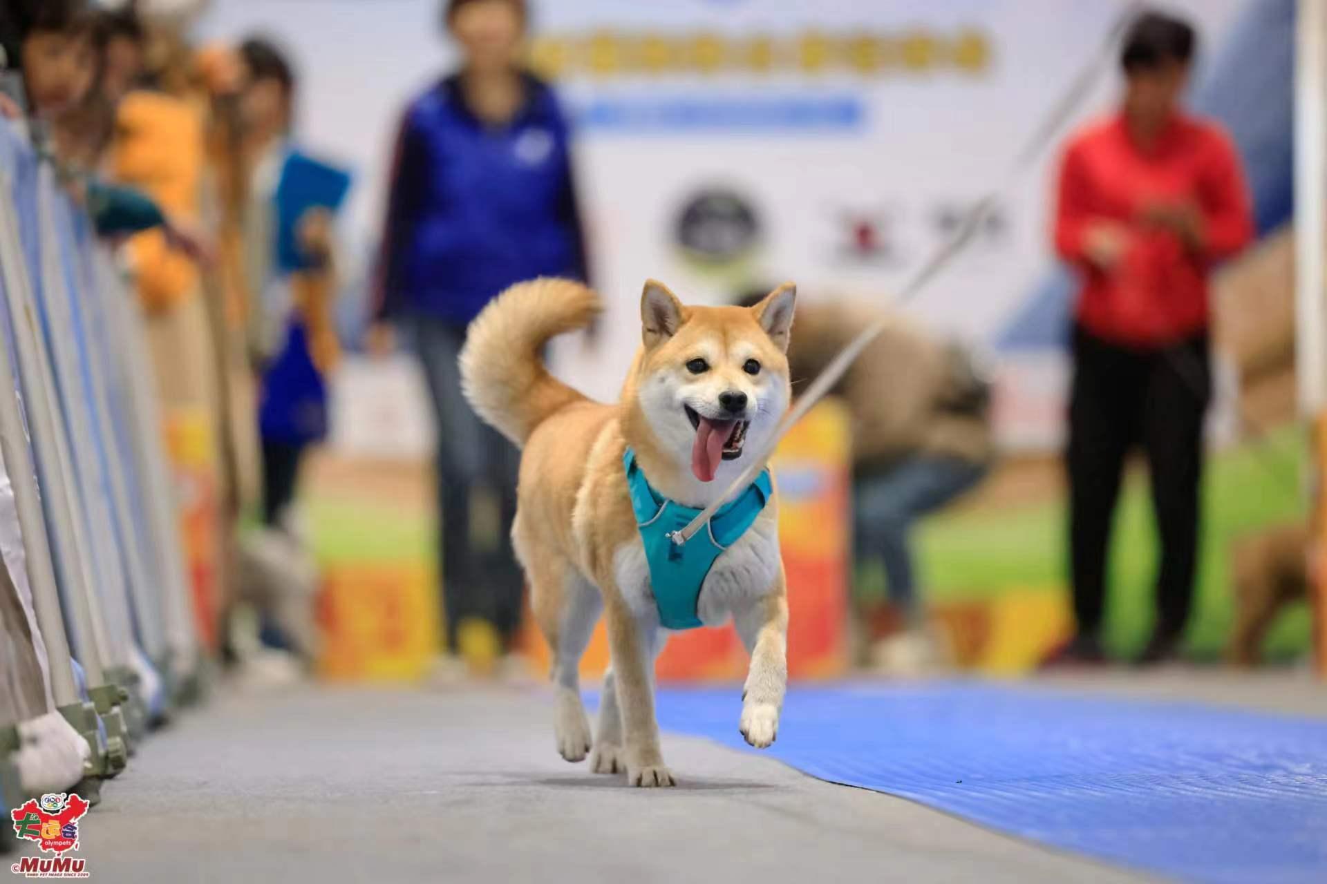 毛孩好去處│第16屆狗狗全運會