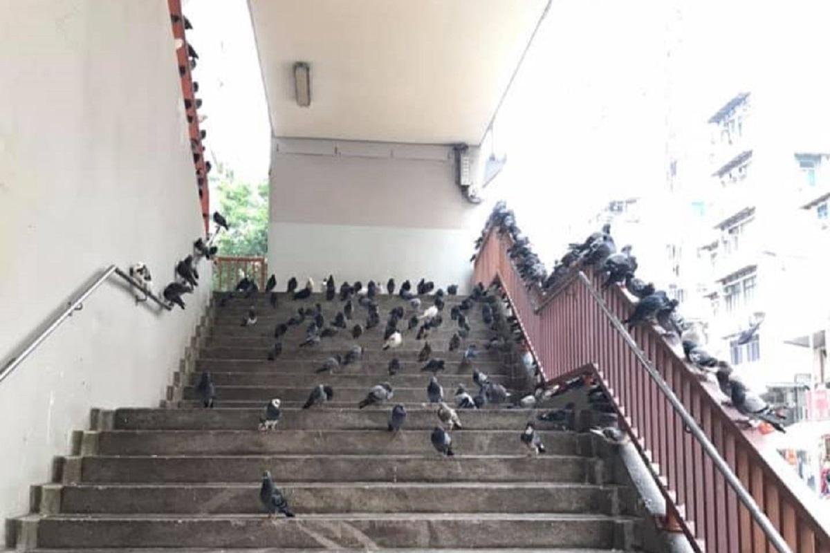 英皇道近糖水道的行人天橋以往不時有野鴿聚集。(網民Janice Poon@FB群組「北角有樂」)