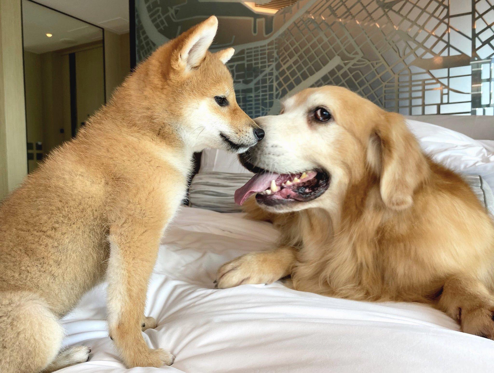 $4毛孩放電假期住宿體驗