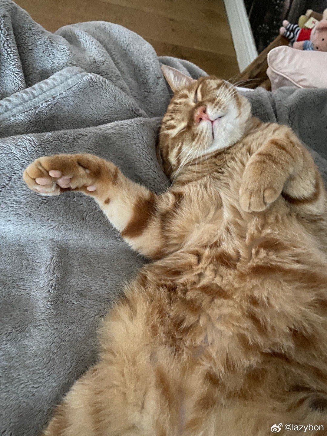 微博網民留言齊曬貓。(微博圖片)