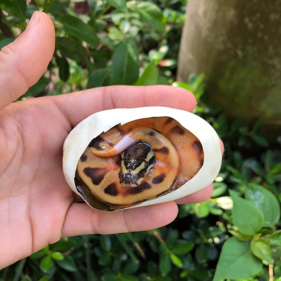 Branden Nicholson其他蛇類(圖/tiktok@b.n_exotics)