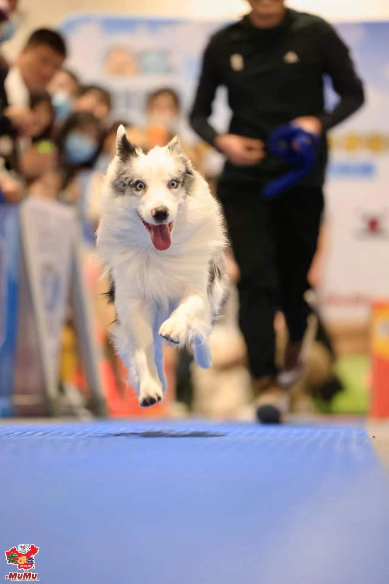 毛孩好去處│第16屆狗狗全運會