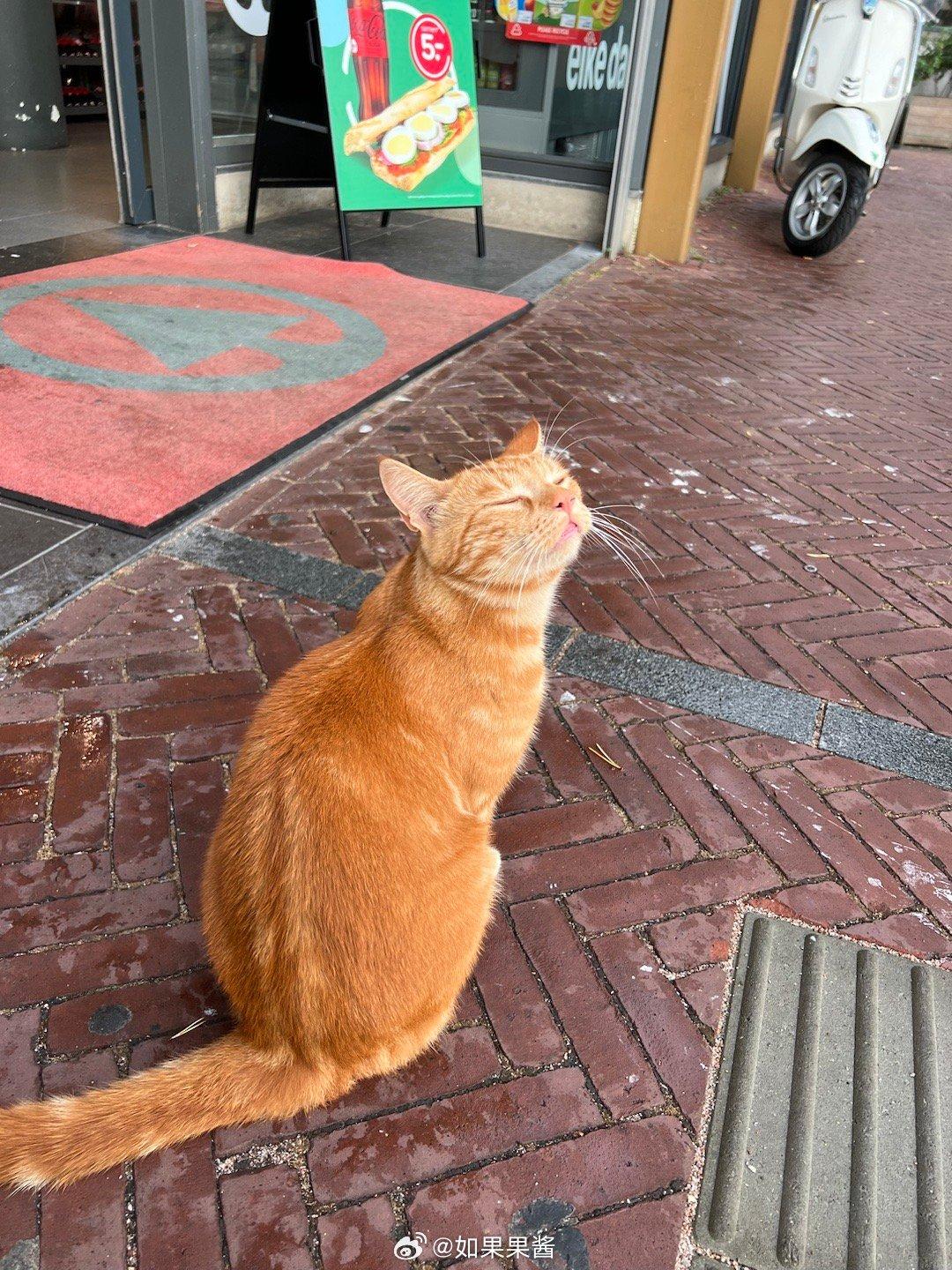 微博網民留言齊曬貓。(微博圖片)