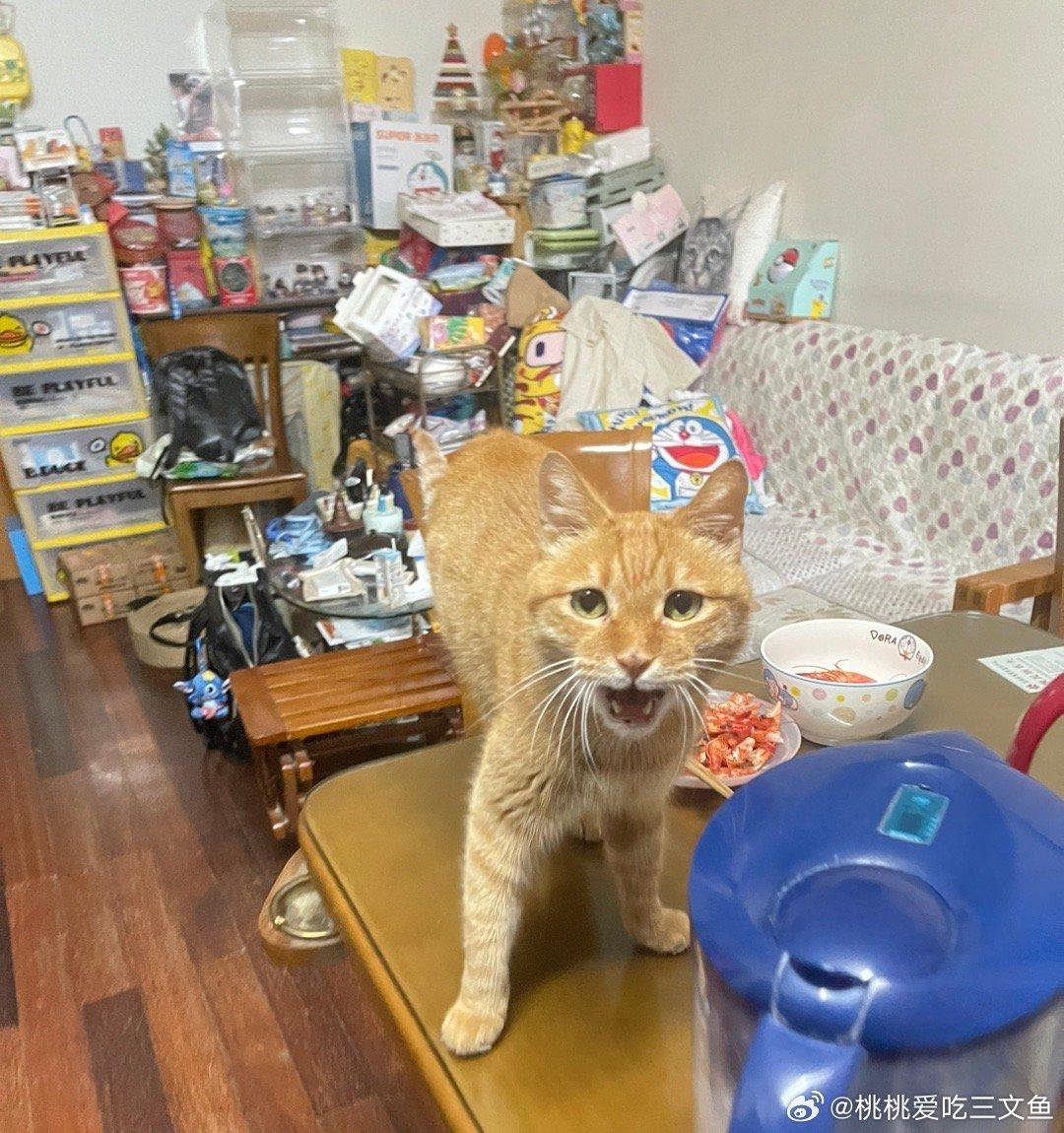 微博網民留言齊曬貓。(微博圖片)