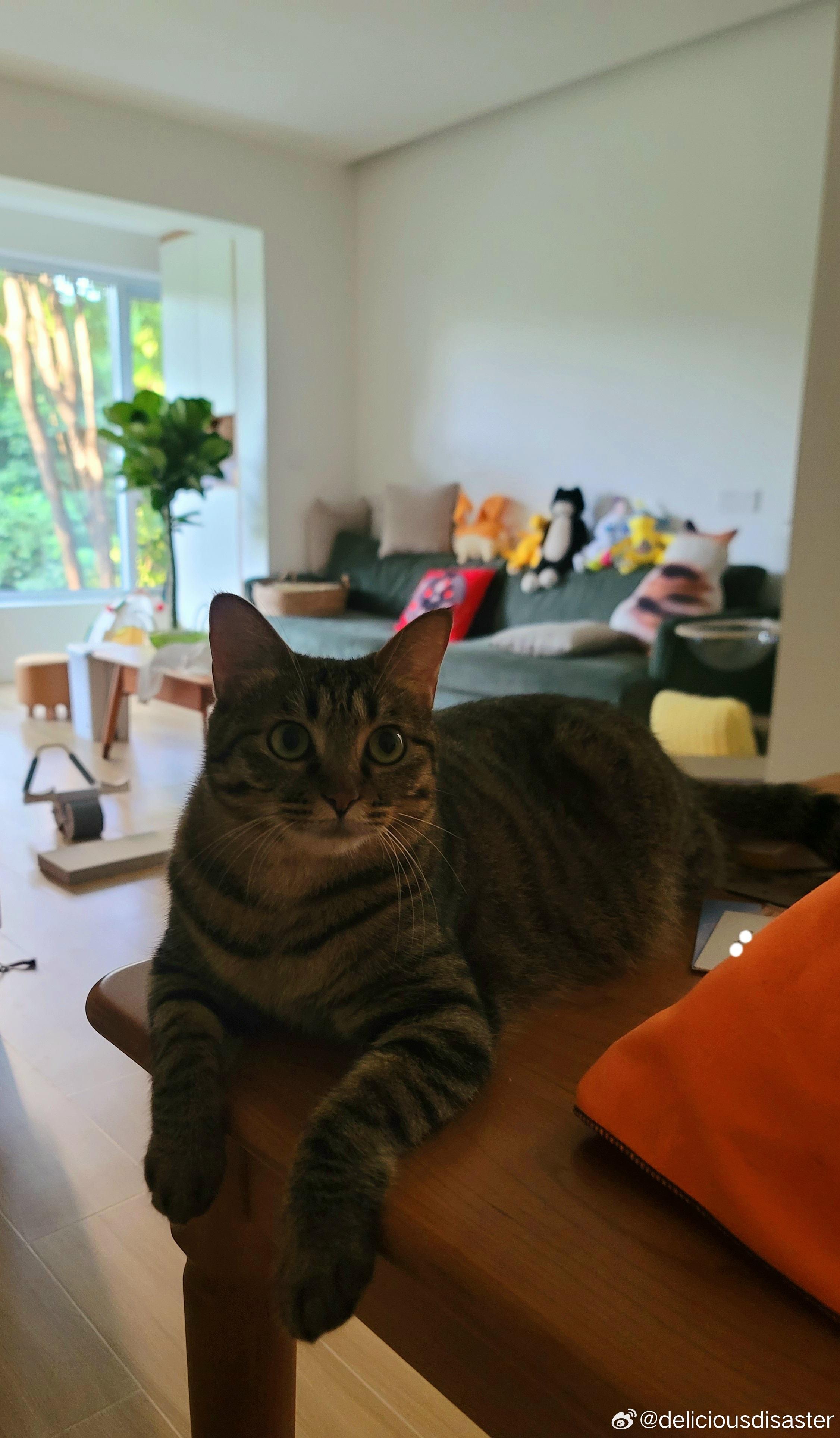 微博網民留言齊曬貓。(微博圖片)