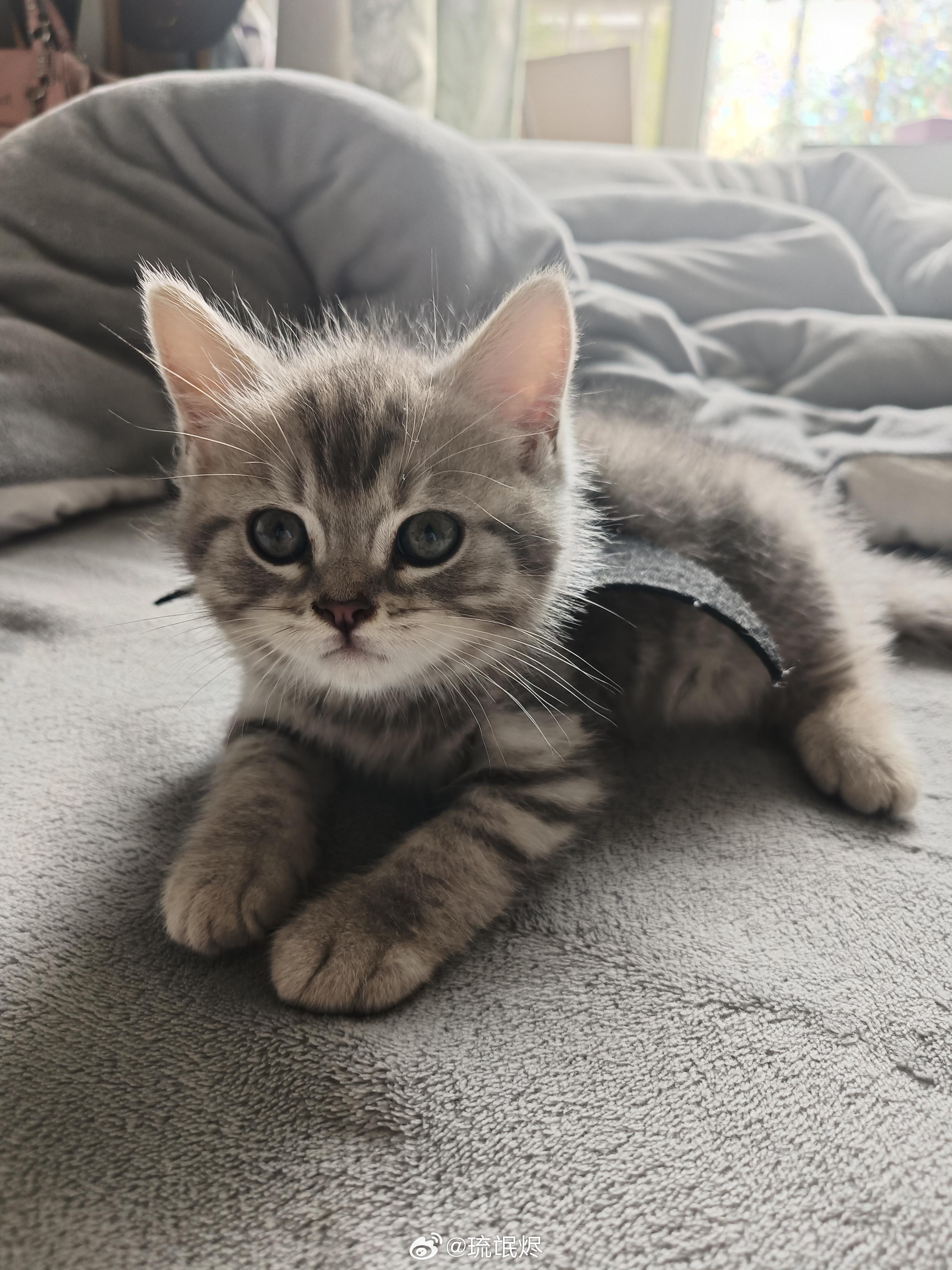 微博網民留言齊曬貓。(微博圖片)