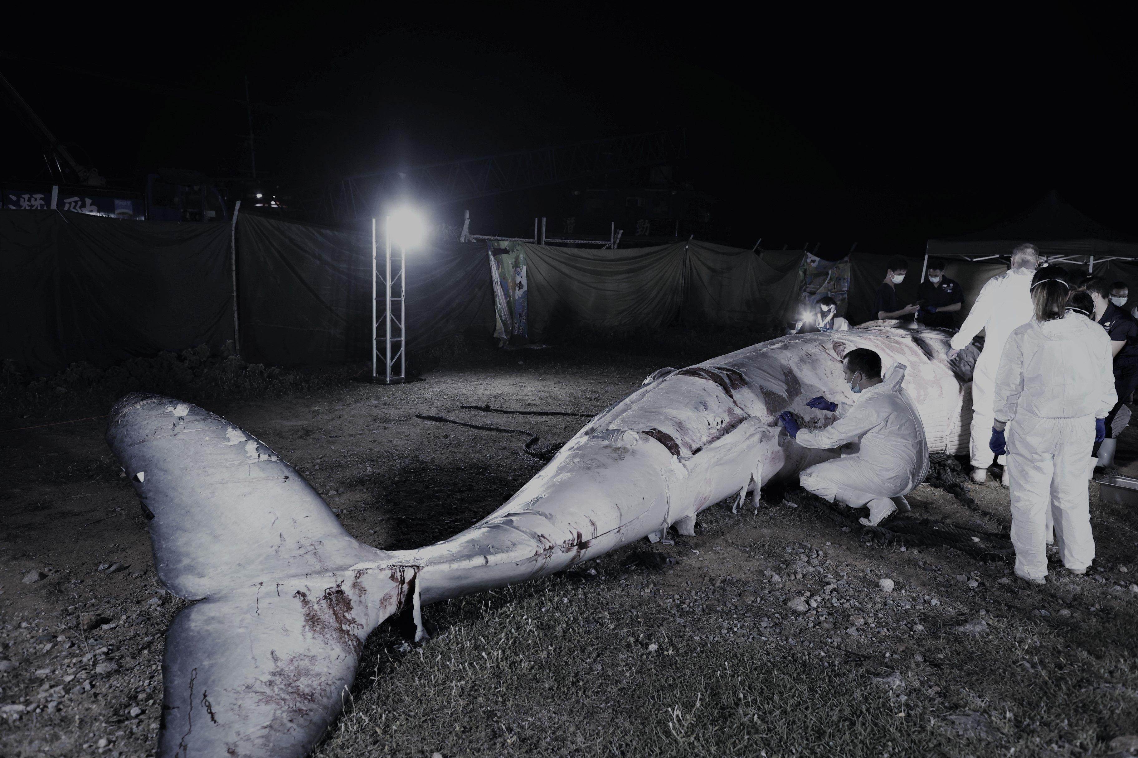 海洋公園初步已完成在港水域死亡的布氏鯨解剖工作。(資料圖片)