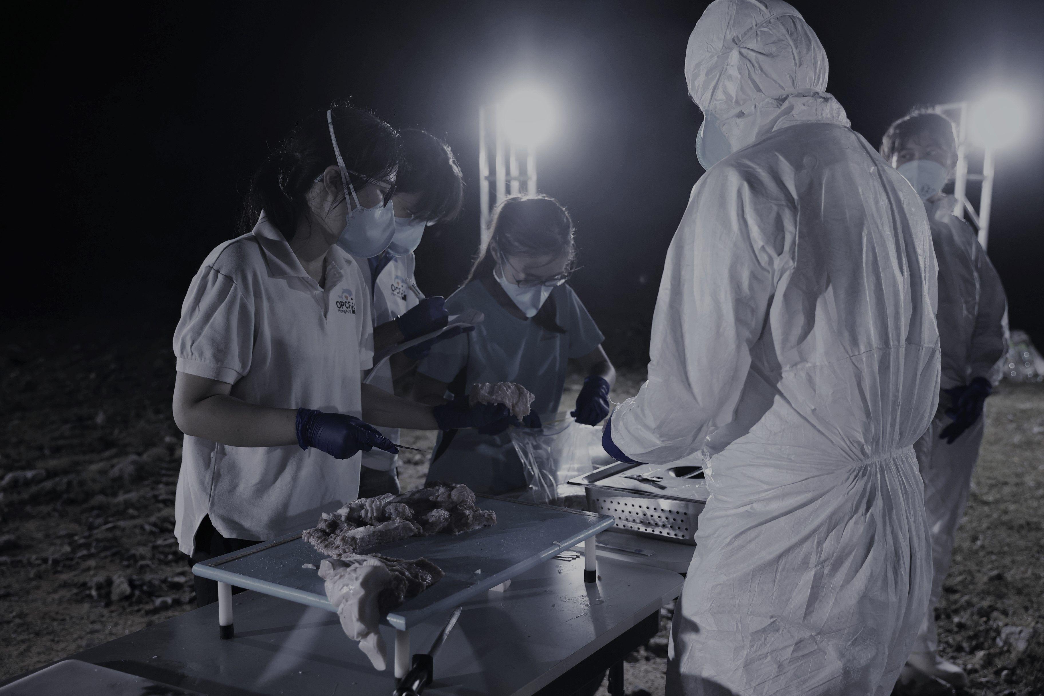 海洋公園初步已完成在港水域死亡的布氏鯨解剖工作。(資料圖片)