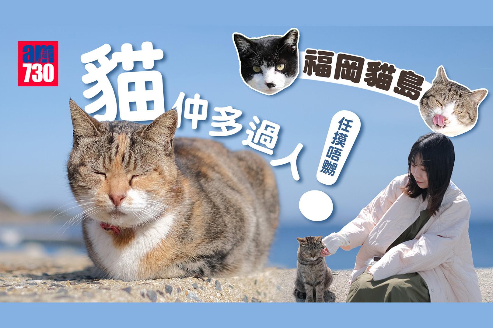 福岡貓島,貓仲多過人。(am730製圖)