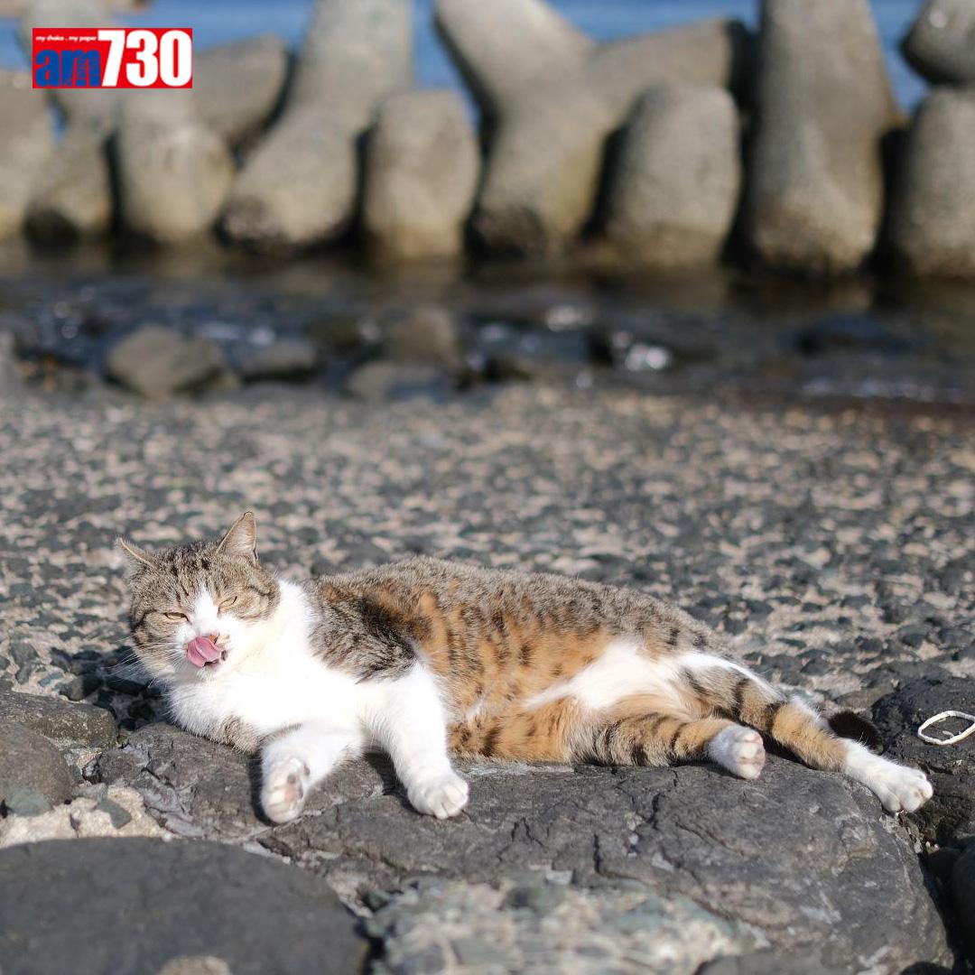 福岡貓島,貓仲多過人。(am730製圖)