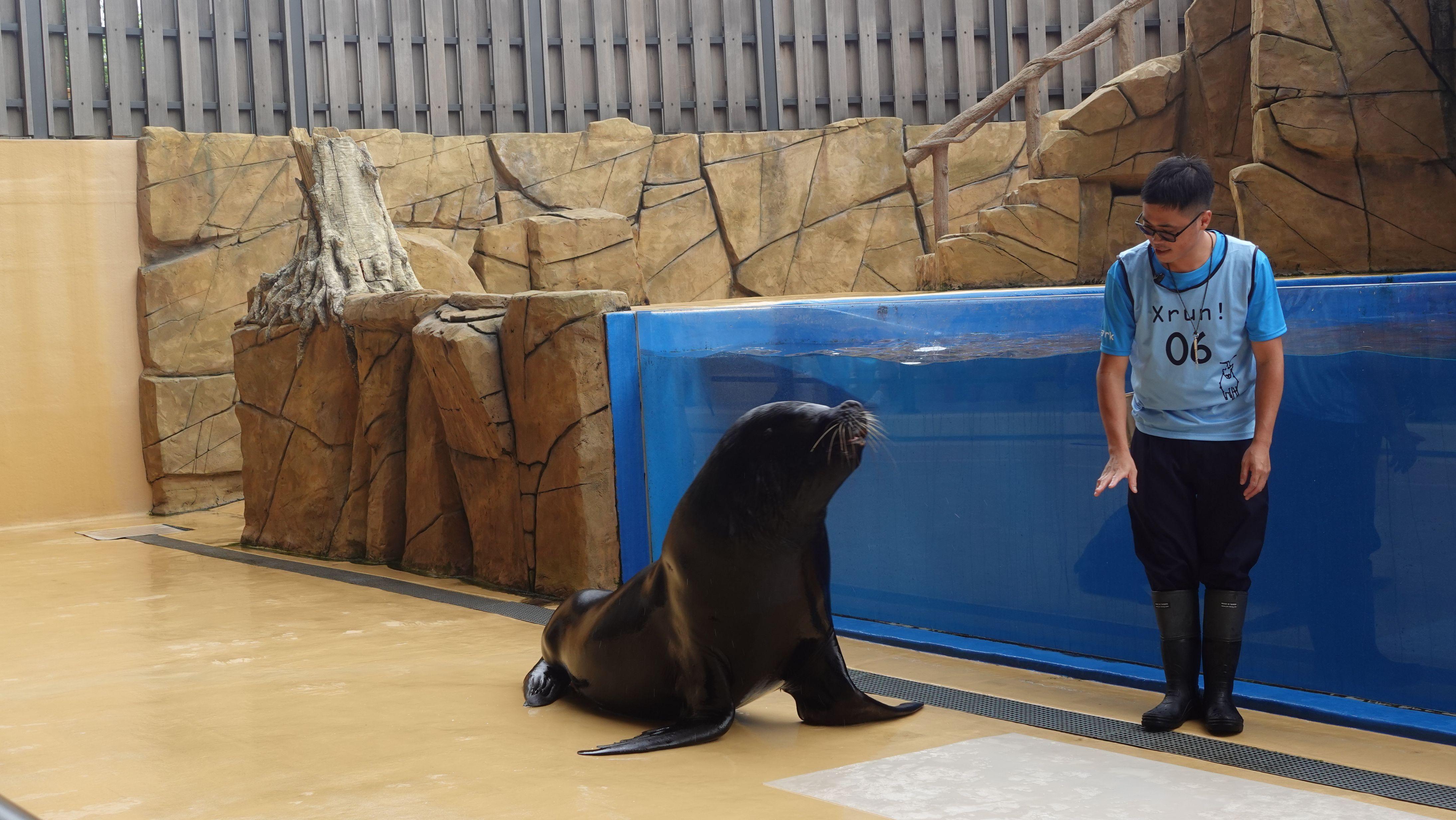 大家可以近距離一次過見到海豹及大鷹。