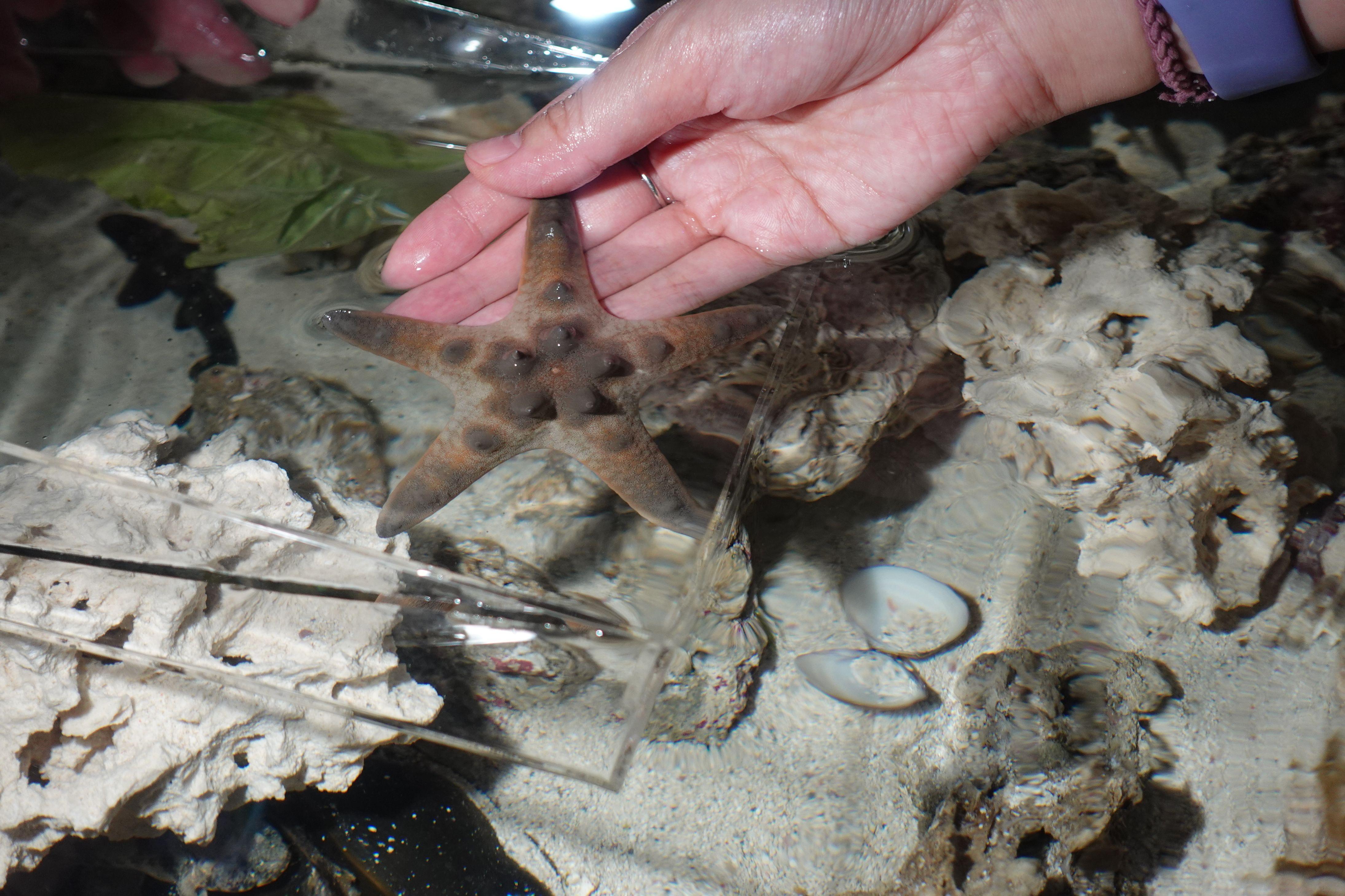 更有機會可以親手觸摸海星。