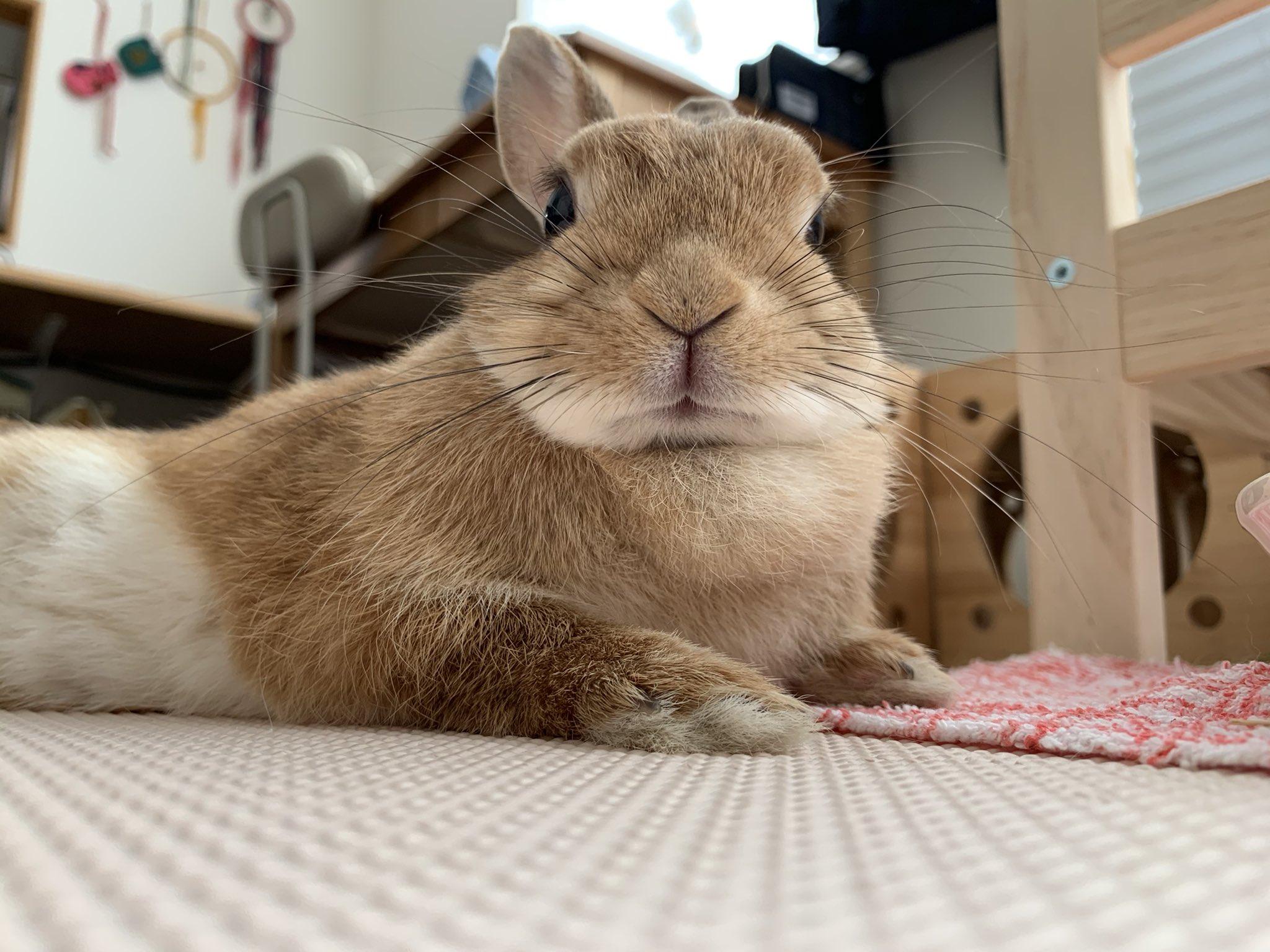 天使面孔魔鬼身材,日本兔兔每日做呢件事練出6嚿腹肌。(X)