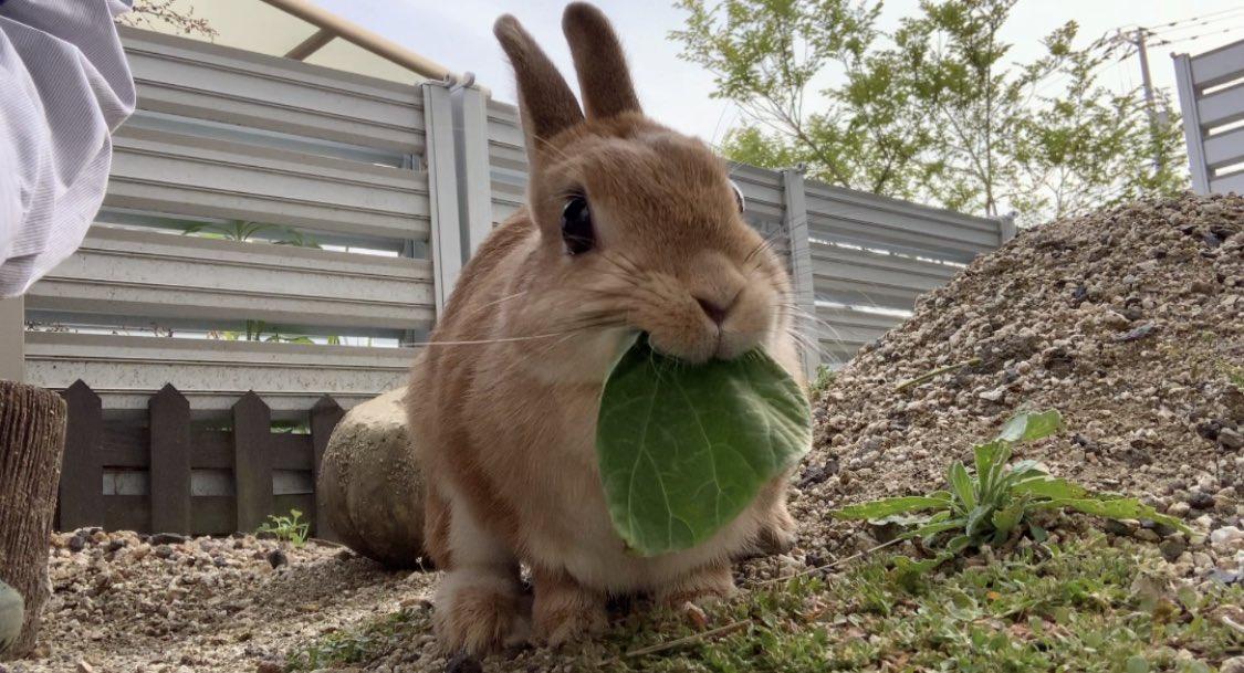 日本一名男子飼養了一隻可愛的兔仔,不時分享牠的日常生活。(X)