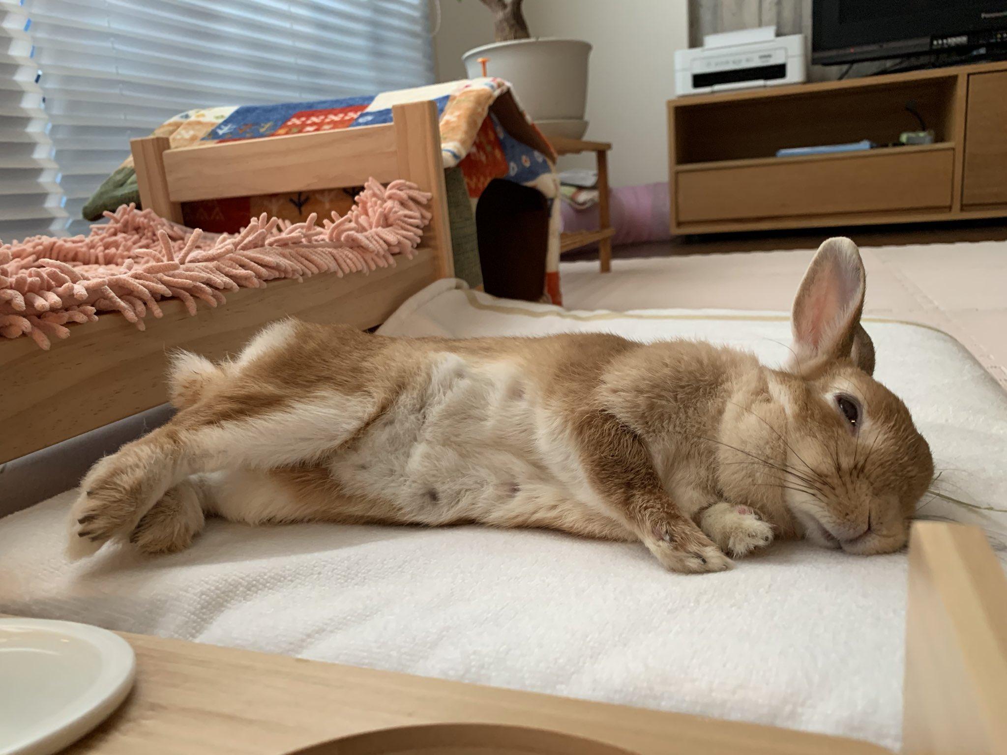 網民:真的是人不如兔。(X)