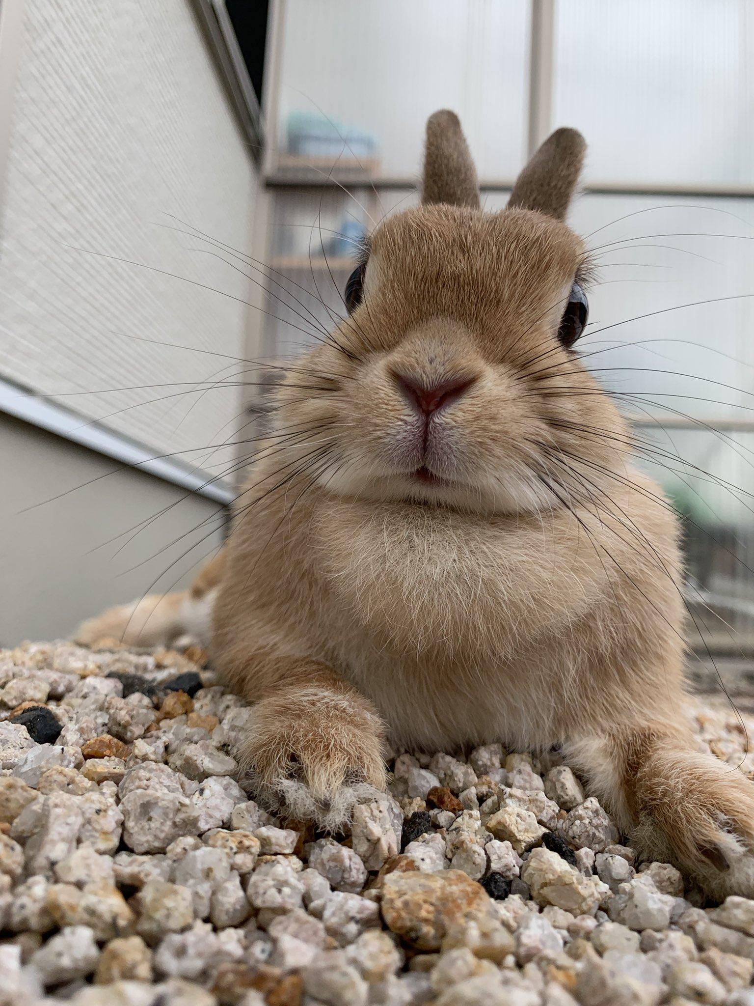 在兔仔超萌的樣子下卻是強壯的肌肉有著很大的反差。(X)