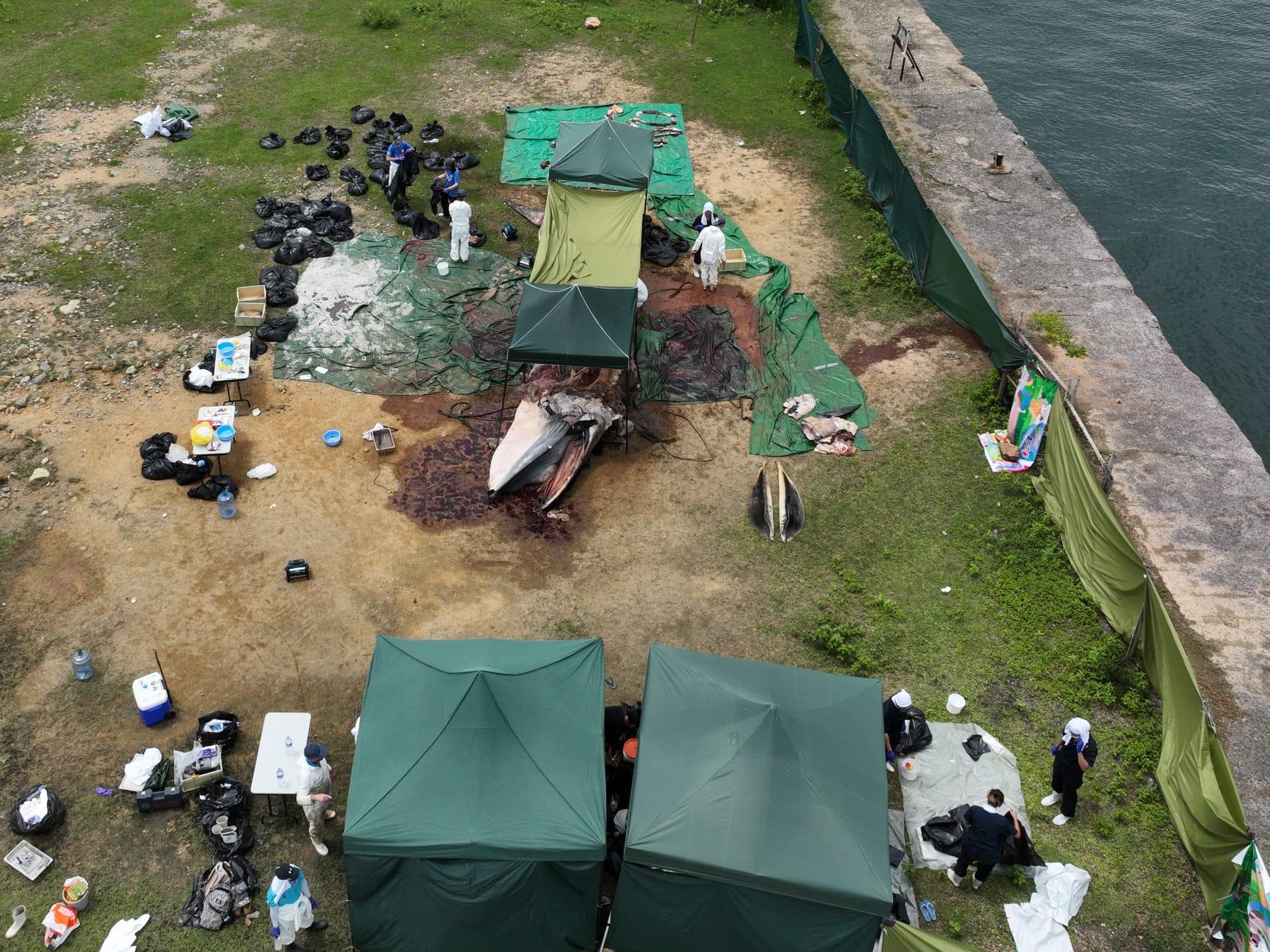 西貢鯨魚死亡|海洋公園:鯨魚被船撞傷機會大 政府應立法規管觀鯨活動