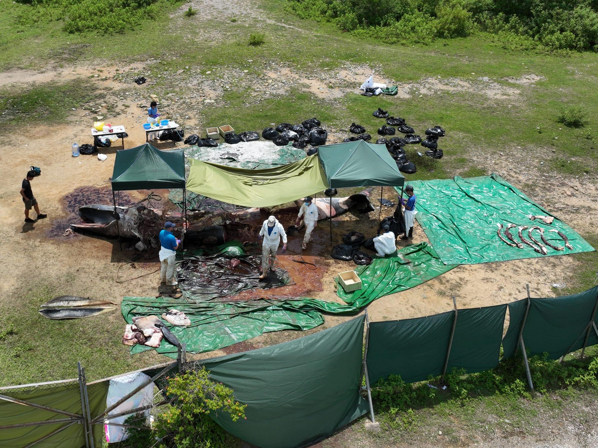 西貢鯨魚死亡|海洋公園:鯨魚被船撞傷機會大 政府應立法規管觀鯨活動