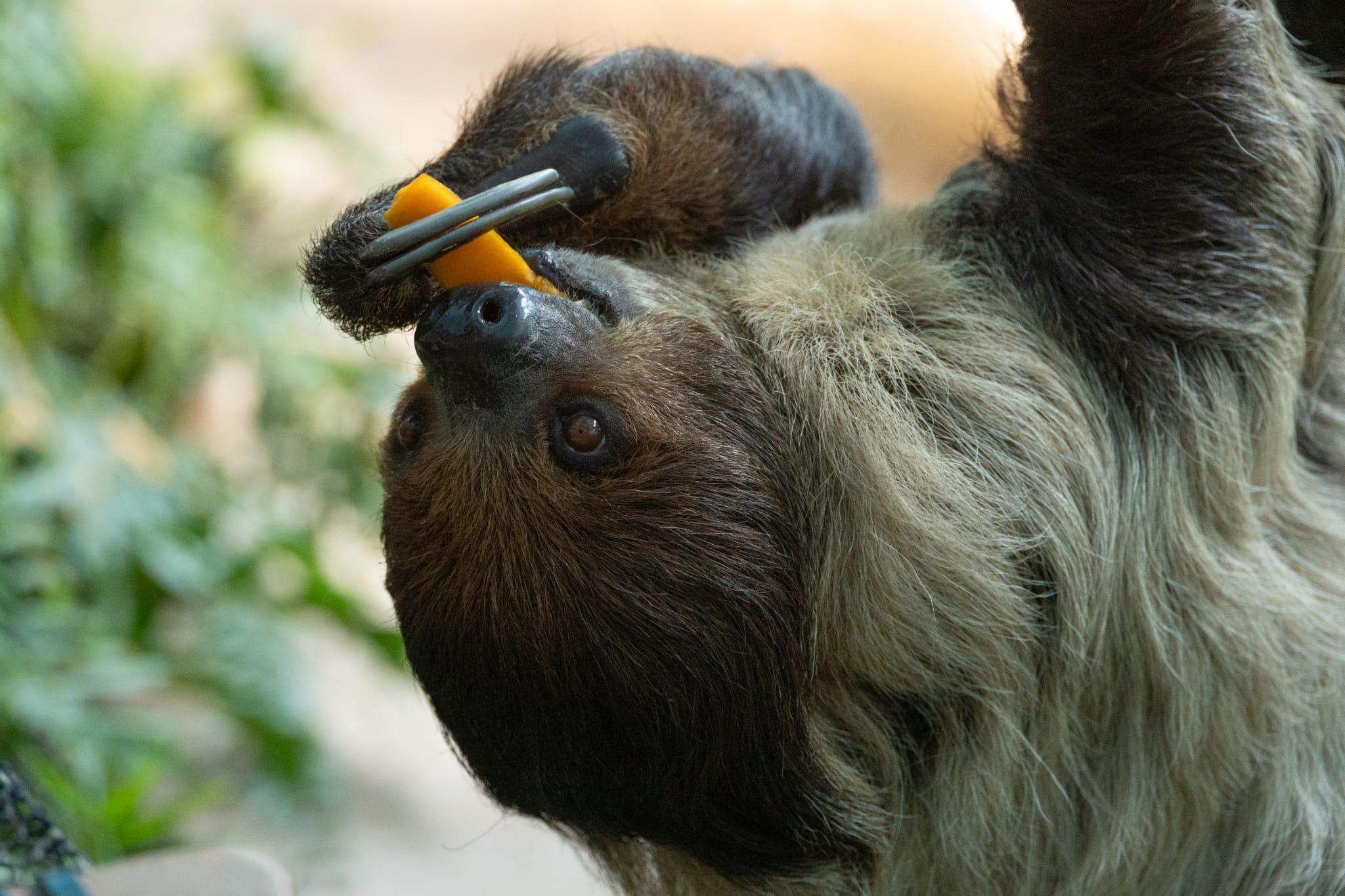 海洋公園「樹懶與好友」展館今開幕 AI繪成動物畫作有咩睇?