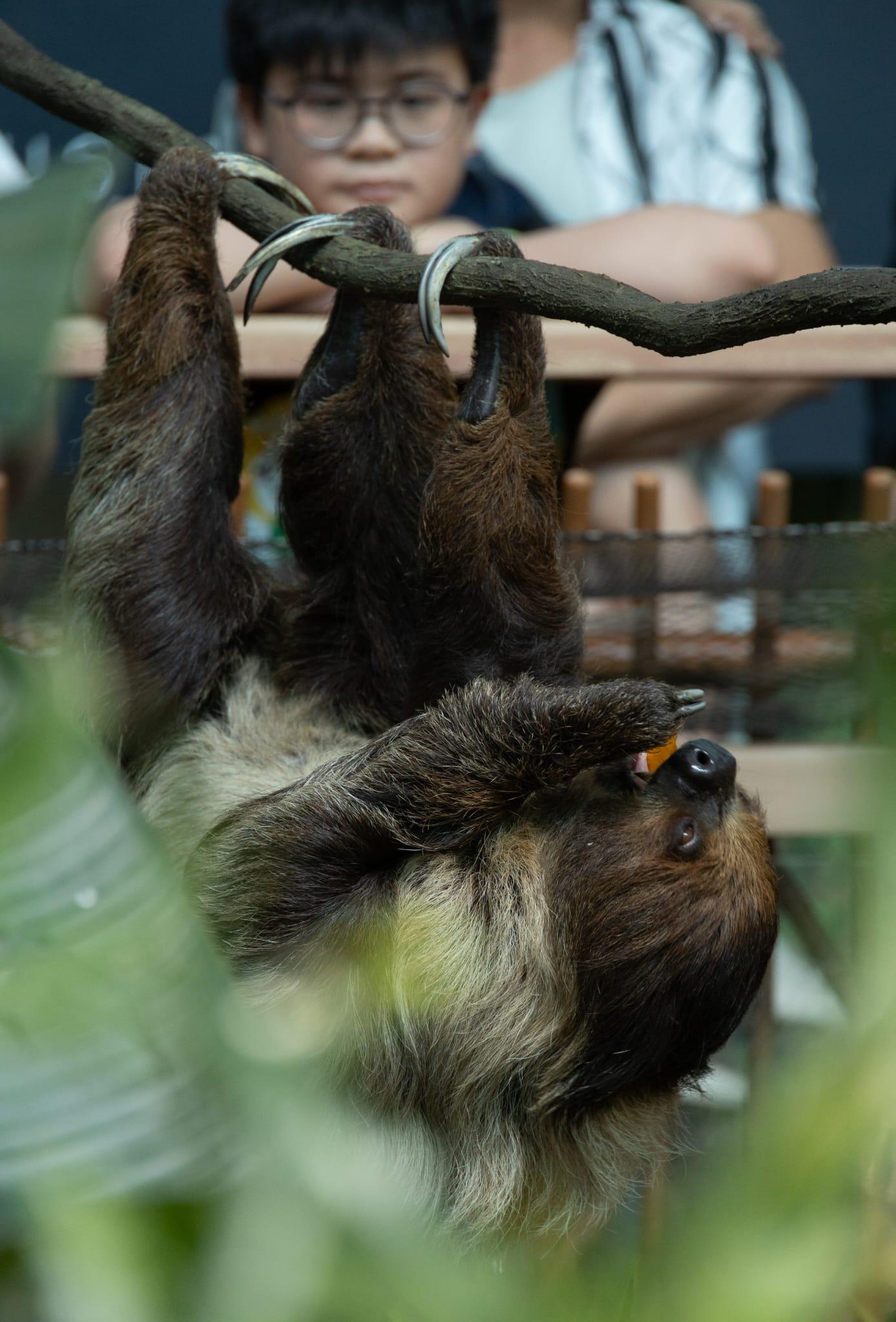 海洋公園「樹懶與好友」展館今開幕 AI繪成動物畫作有咩睇?
