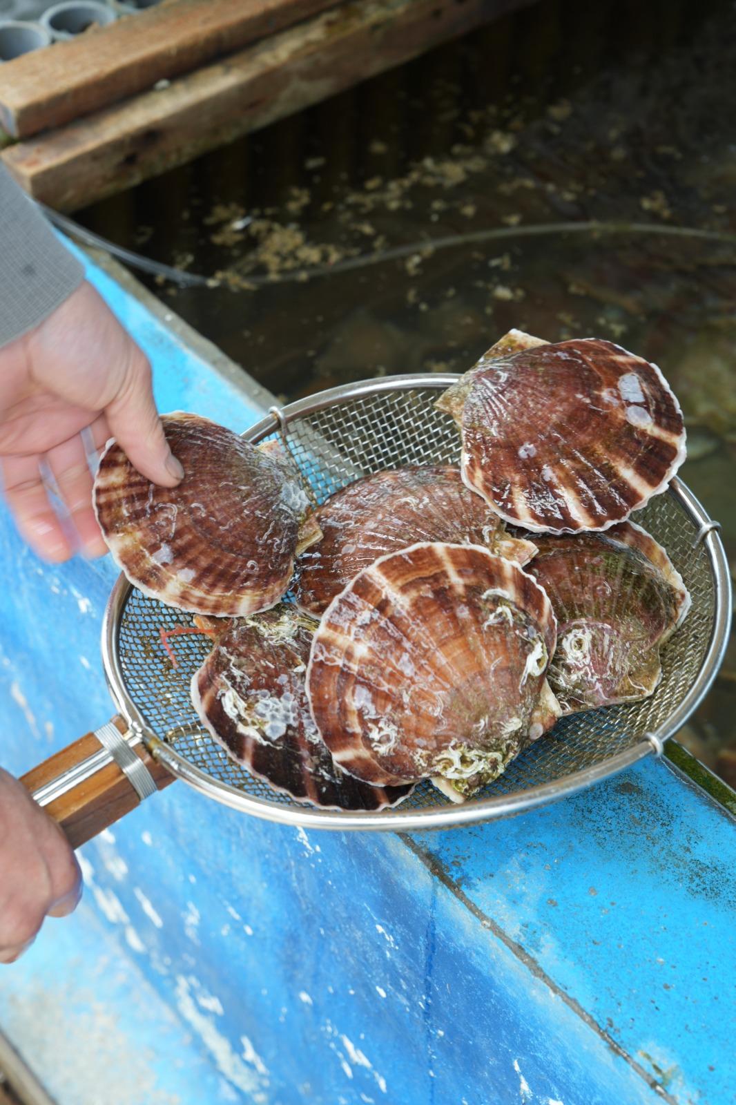 自設魚缸飼養活生生的帆立貝。(日本見@japan.miru提供)